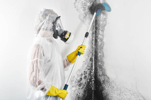Best Forensic Mold Investigation  in Haiku Pauwela, HI