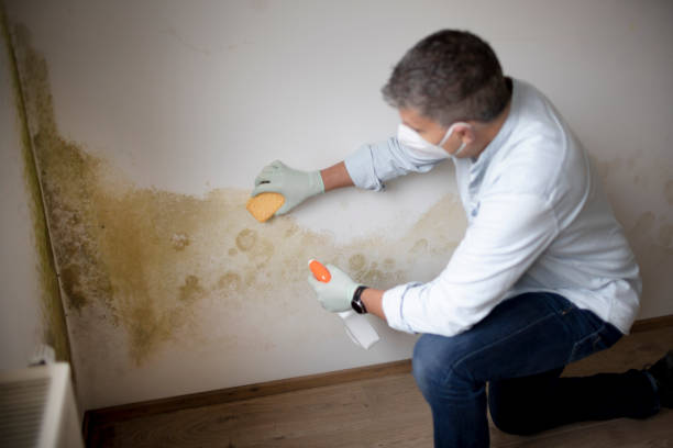 Best Attic Mold Removal  in Haiku Pauwela, HI