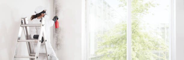 Best Mold Prevention Services  in Haiku Pauwela, HI